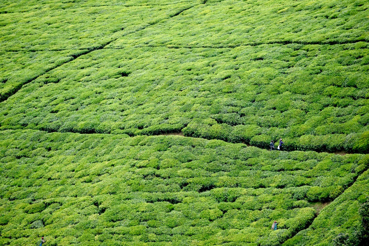 Vast green tea fields in Teza, Burundi, showcasing agriculture and natural beauty.