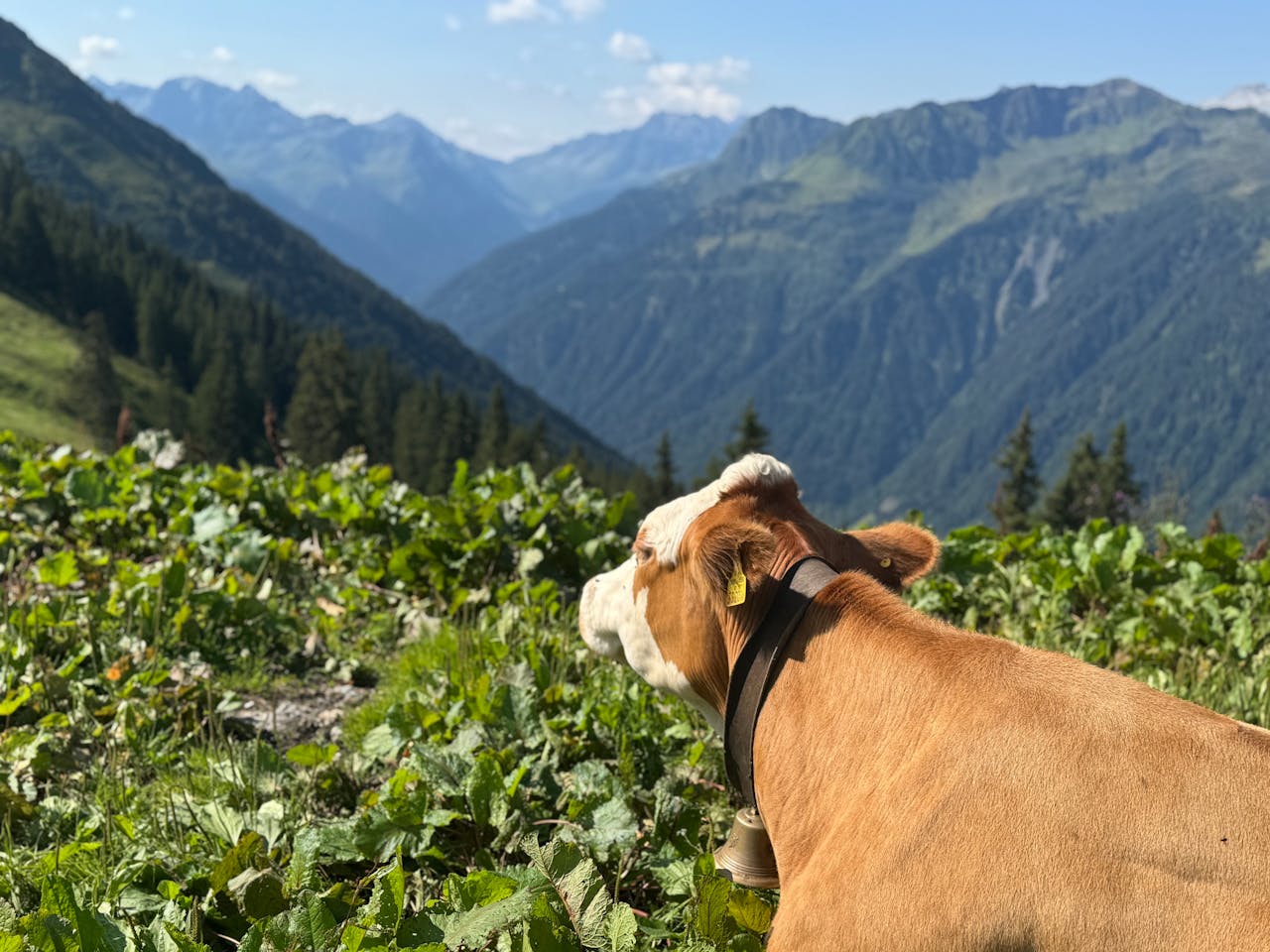 Brown cow with bell grazing amidst stunning mountain scenery in the Austrian Alps.